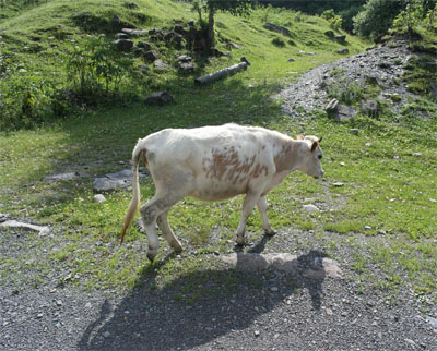 Kuh auf der Alm